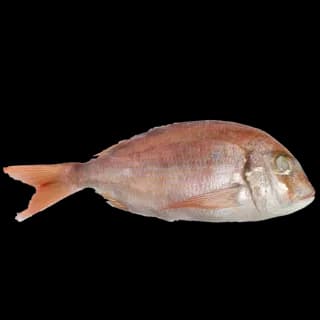 Perfit Dorade /KG