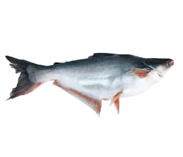 Perfit Pangasius Gutted 500/1000 Iwp (vietnam) /KG