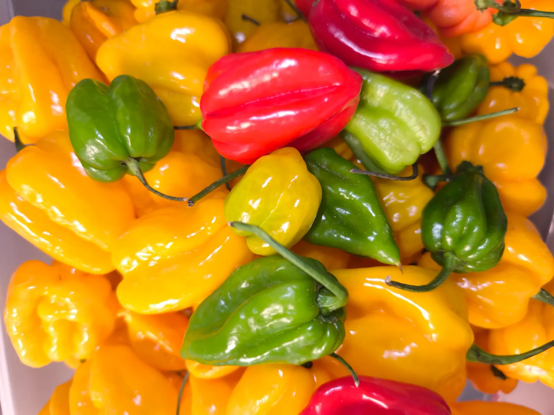 Chili
