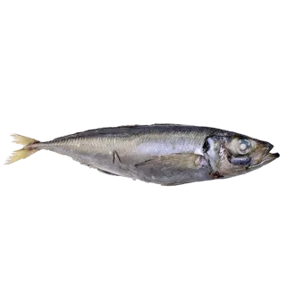 Perfit Mackerel Wr Ireland 400/600 /KG
