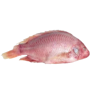 Perfit Red TILAPIA 500-700 4 KG
