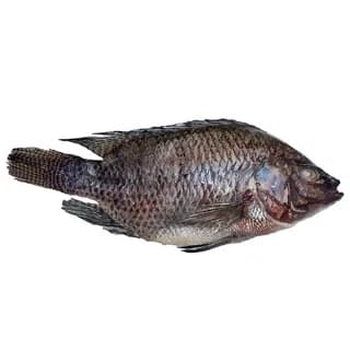 Perfit TILAPIA 300-500
