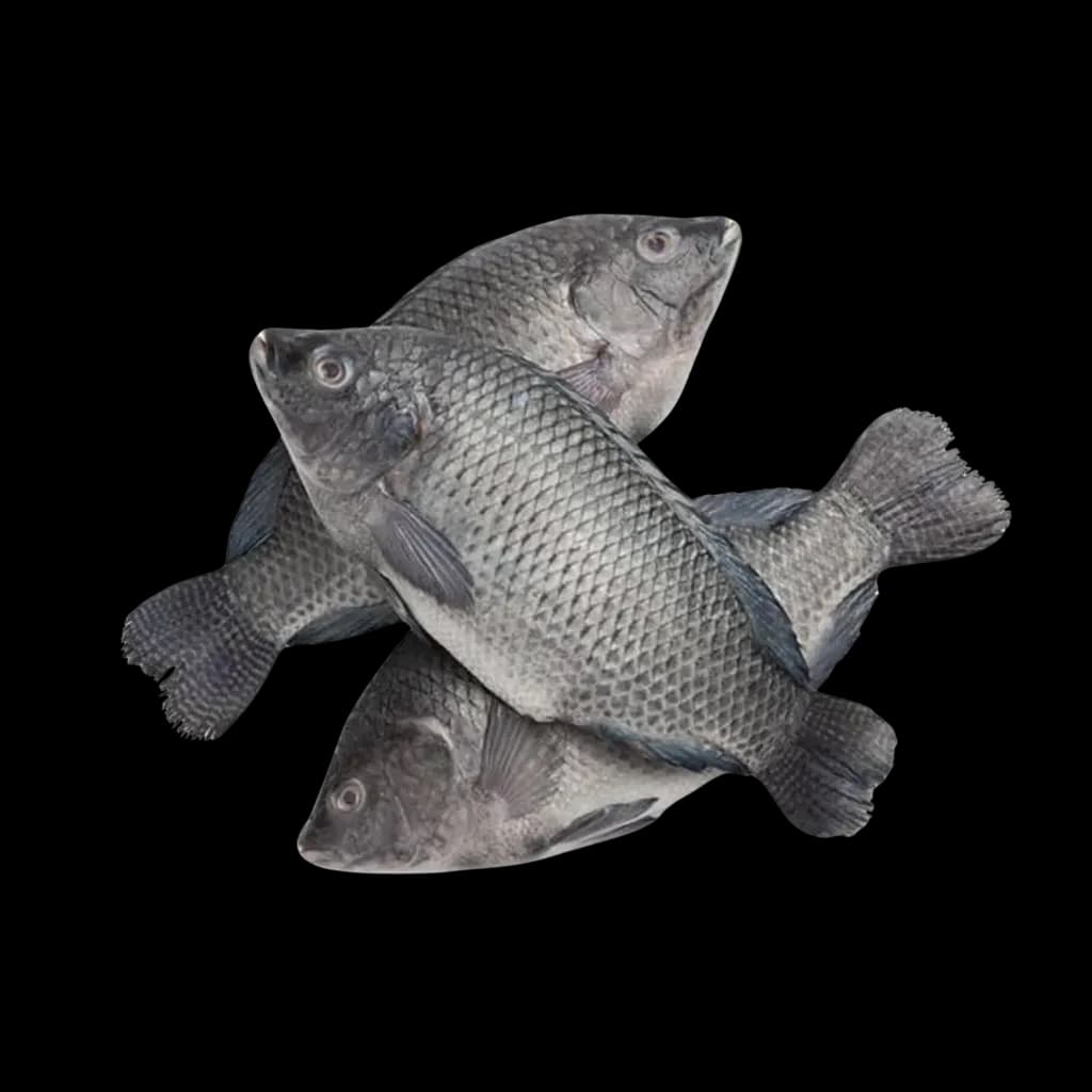 TILAPIA Noir /KG