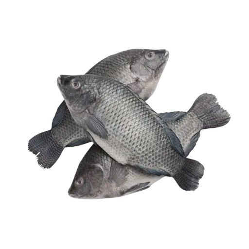 TILAPIA Black /KG