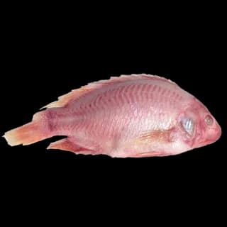 Perfit TILAPIA Red