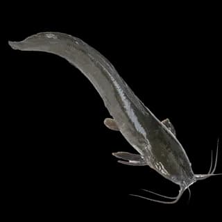 Perfit Catfish 800+