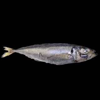 Perfit Mackerel Wr Ireland 400/600 /KG